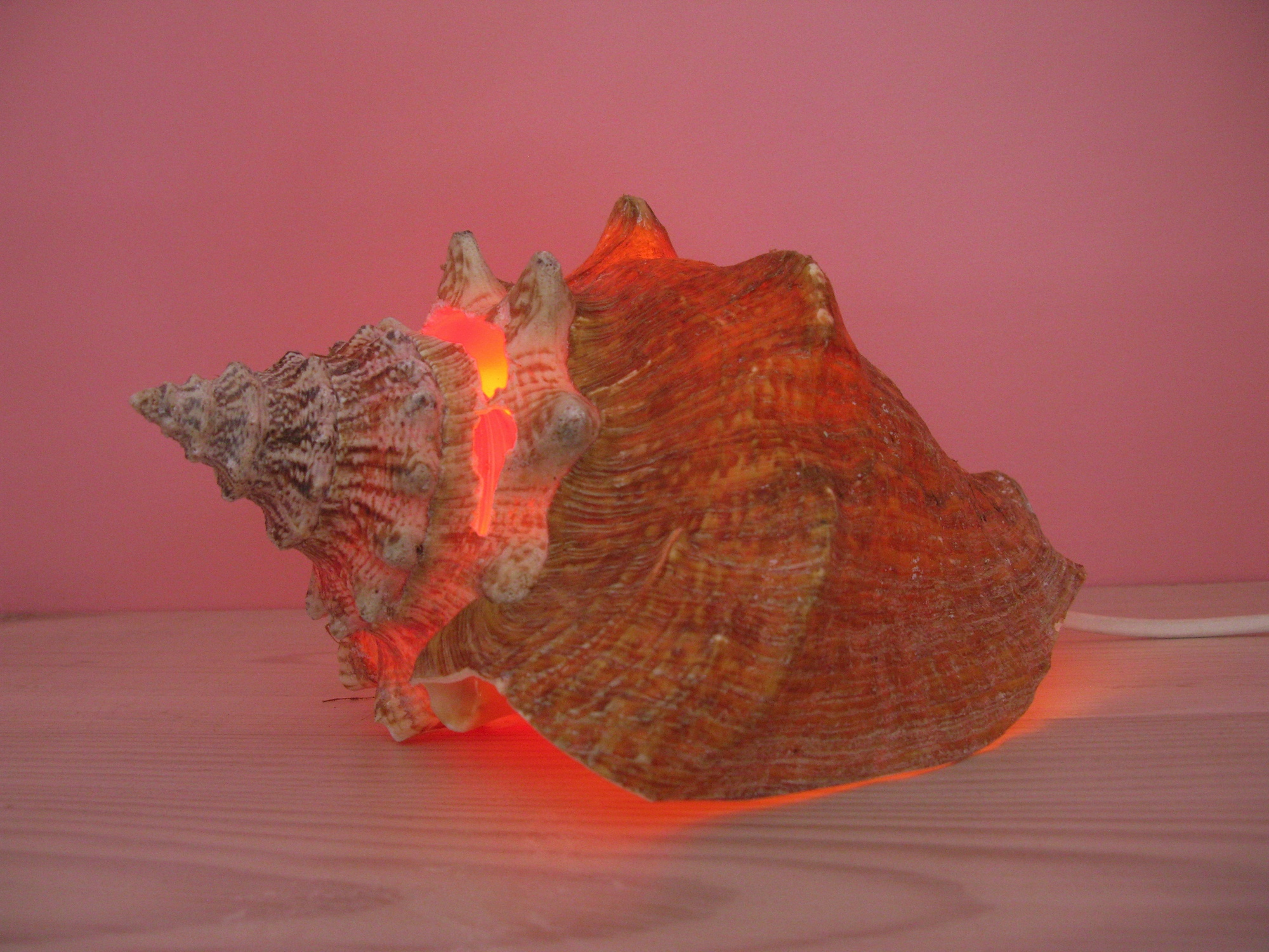 Hummer Conch, 2012